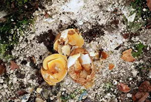 Chemicals: Pollution - Nest of Peregrine Falcon, eggs broken due to DDT