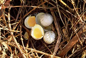 Accipter: Pollution - nest of Sparrow Hawk eggs broken due