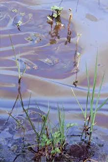 Streams: POLLUTION - Oil On Water