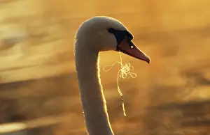 Victims: POLLUTION - Swan with fishing line in beak