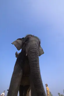 Competitions: Polo player Elephant at the World Elephant Polo Terai Nepal