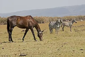Equids: Polo pony grazing amongst zebra Cresent Island Lake Naivasha