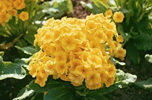 John Mason: POLYANTHUS - cultivated