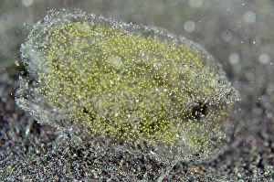 030822: Polychaete worm egg mass - in mucous bag - Kubu, Tulamben, K