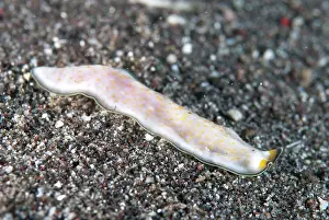 Flatworm: Polyclad Flatworm on black sand Aer Bajo dive site