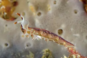 Flatworm: Polyclad Flatworm Sebayor Kecil dive site, between