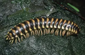 Armored: Polydesmid Millipede