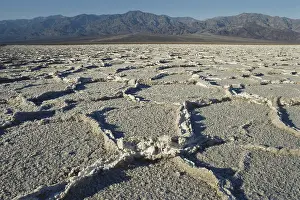 Polygonal: Polygonal Salt Crust