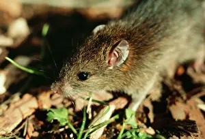 Exulans: POLYNESIAN RAT