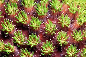 Lesser: Polyp, polyp, Galaxea octopus coral (Galaxea fascicularis)