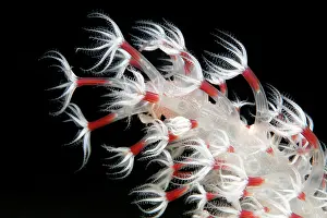 Lesser: Polyp, Polyp, Sea Feather (Cavernularia), Detail