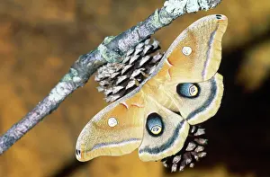 Pterygota: Polyphemus Moth