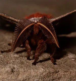 Donna Dickson: Polyphemus Moth