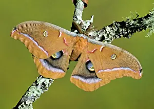 Silk: Polyphemus Moth