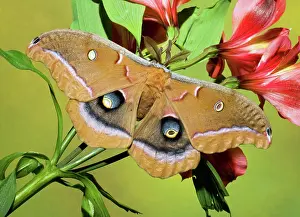 Silk: Polyphemus Moth