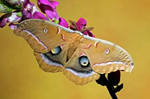 Silk: Polyphemus Moth