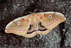 Polyphemus: POLYPHEMUS MOTH / Giant Silk Moth - female