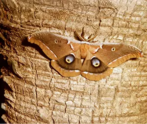 Donna Dickson: POLYPHEMUS MOTH / Giant Silk Moth - male