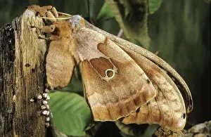 Polyphemus: Polyphemus moth laying eggs