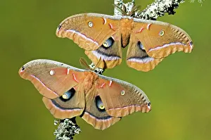 Silk: Polyphemus Moths