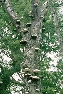 Birches: Polypore Brackets - on dead Birch Tree
