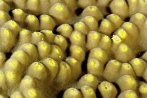 Polyps: Polyps of a foliaceous hard coral