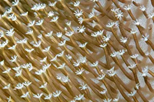 Polyps: Polyps of a leather coral (Sarcophyton sp.), Banda