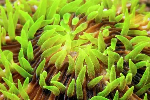 Philippine: Polyps, Mushroom Coral (Fungiidae) (Fungia), green