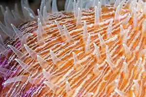 Polyps: Polyps of a mushroom coral (Fungiidae) Pacific