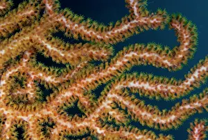 Colonial: Polyps on Sea Fan - C Crazy dive site, Waigeo Island