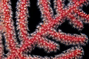 Polyps: Detail of the polyps of a sea fan, coral, Walindi, West New