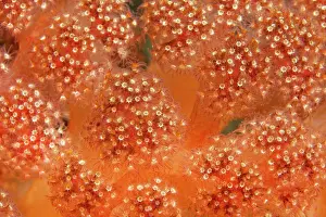 Polyps: Polyps Soft coral (Umbelluli fera sp.), Banda Sea
