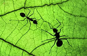 Smaller: Polyrachis Ant - with larger body on the right