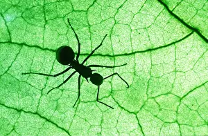Ants: POLYRACHIS ANT - ON LEAF