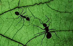 Ants: Polyrachis ANT, (on right fatter body), (Polyrachis