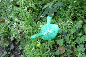 Faeces: Polythene bag dog poo - thrown into hedge