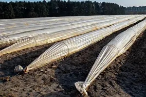 Pipe: Polythene cloche polytunnels crop protection from
