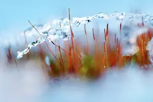 Polytrichum: Polytrichum Moss