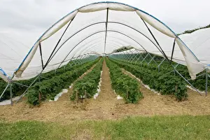 Commerical: Polytunnels growing strawberries