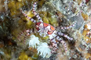 Lybia: Pom-pom Crab