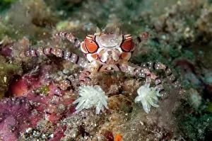 Lombok: Pom-pom Crab