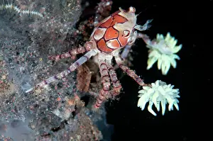 Boxer: Pom-pom Crab