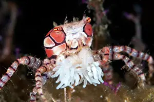 Boxer: Pom-pom Crab