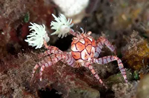Boxer: Pom-pom Crab