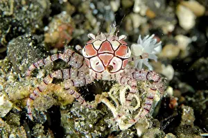 Triactis: Pom-pom Crab with anemones (Bunodeopsis / Triactis
