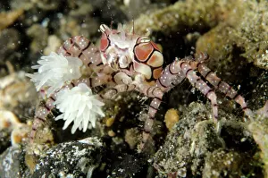 Triactis: Pom-pom Crab with anemones (Bunodeopsis / Triactis