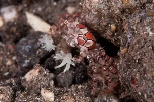 Flores: Pom-pom Crab - with anemones on legs for protection