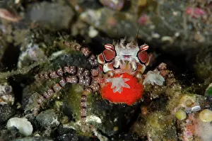 Line: Pom-pom Crab with eggs