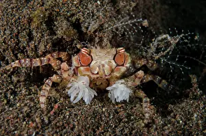 Line: Pom-pom Crab holding Anemones