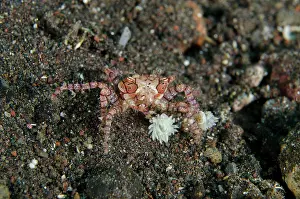 Boxer: Pom-pom Crab - holding Anemones (Triactis producta)